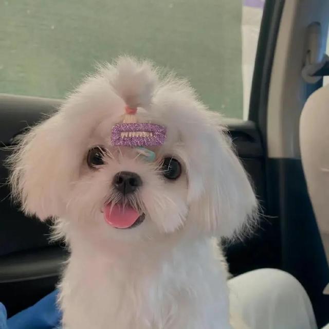 超搞笑的二货逗比萌宠头像 你的可爱治愈世间一切的不可爱微信，超搞笑的二货逗比萌宠头像 你的可爱治愈世间一切的不可爱（治愈系萌宠头像）