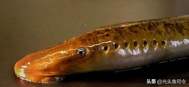 长江名贵鱼前十名，10大凶猛淡水鱼（我国保护的鱼类有87种）