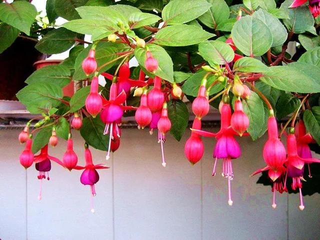 灯花有什么寓意，各种花灯的寓意（吉祥的灯笼花）