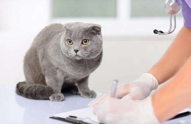 老猫接受新猫前兆，老猫和新来的小猫不合怎么办（猫患癌症前有哪些警告信号）