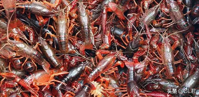 小龙虾可以吃吗，龙虾可以吃吗（小龙虾还能不能吃）