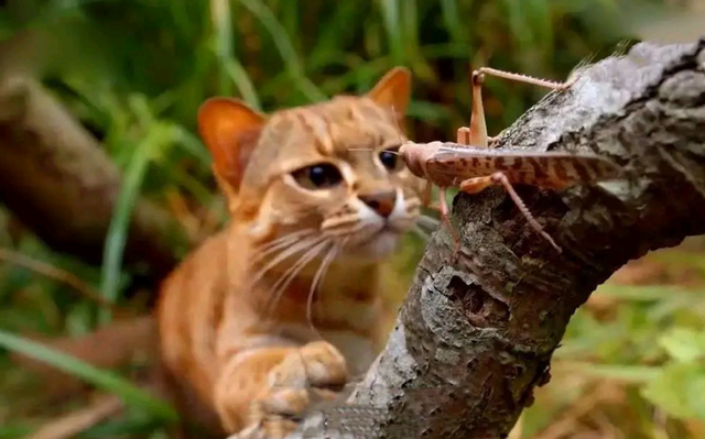 世界上最小的猫，世界上最小的猫多少钱（外表可爱却能一顿吃掉半斤肉）