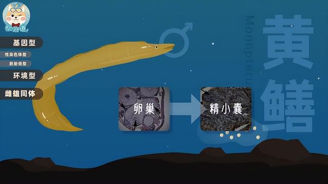 黄鳝是雌雄同体吗，为什么雌黄鳝会变成雄黄鳝（湖北男子挖出3条“巨型”鳝鱼）