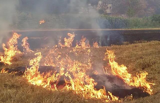 禁止烧秸秆是谁提出来的，不能烧秸秆是谁提出来的（秸秆焚烧：沿袭千年的农业习俗）