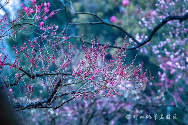 文化遗产：南京梅花山的文化，文化遗产的价值（天下第一梅山迎观赏期）