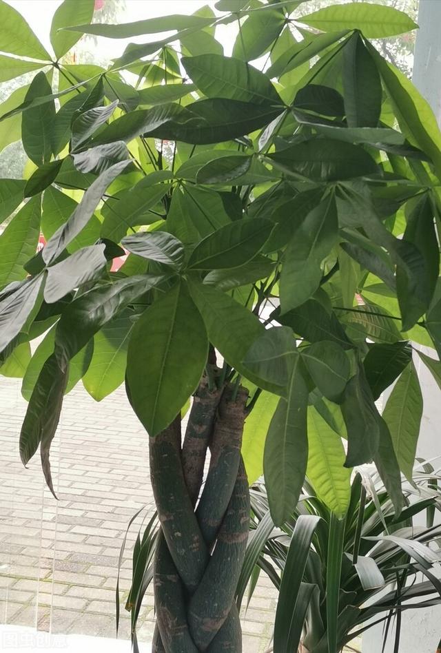 适合盆栽的花卉 ，好养易活的盆栽花卉（“花旺人不旺”）