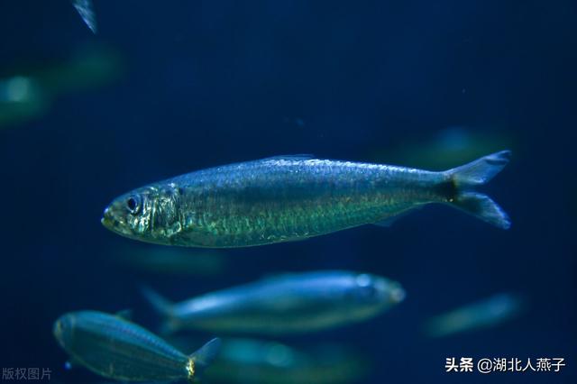 入伏了，这5样食材别忘吃，入伏吃啥饺子（2022年入伏时间表）