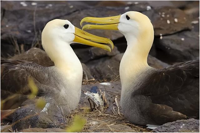 什么动物是夫妻肖，夫妻生肖有哪几肖（你知道它们是哪些吗）