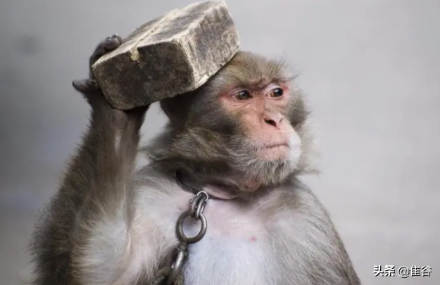 无殊是什么意思，宫腔无殊是什么意思（这些成语知道三个就不简单）