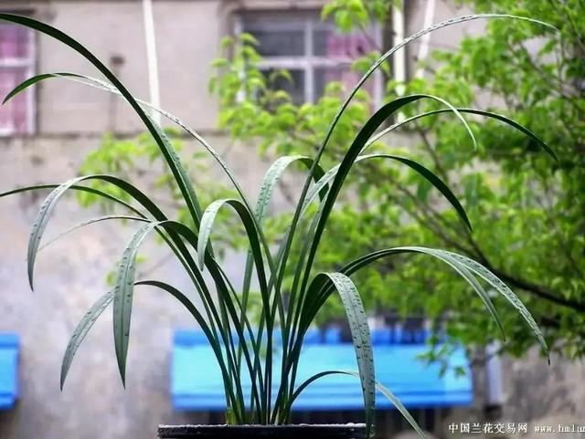 建兰最香白色兰花品种，又白又香的大瓜子，还有故事