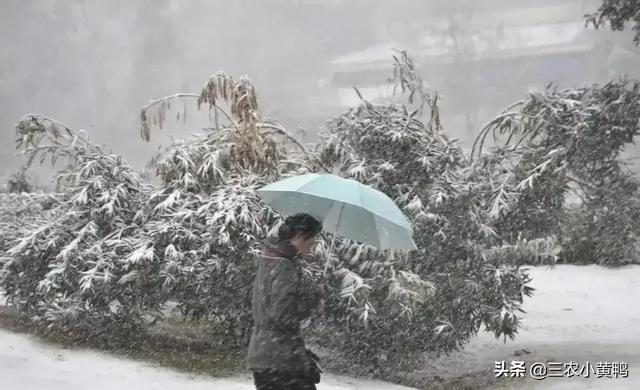 三月下雪有什么预兆，三月雪预示什么（天气预报：今日28号）