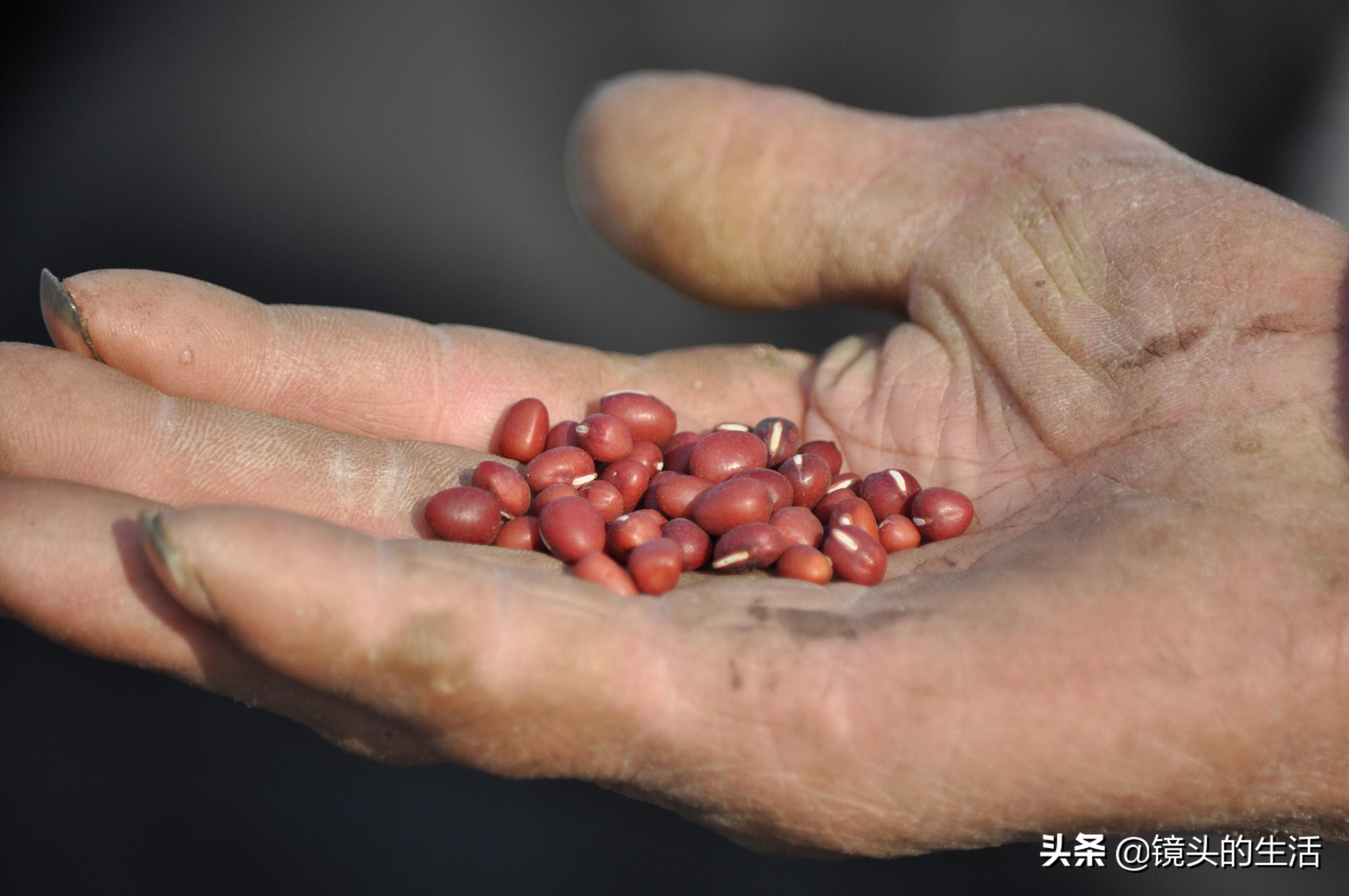 红豆多少钱一斤，今日免价是多少钱一斤（72岁大爷骑行五十里地）
