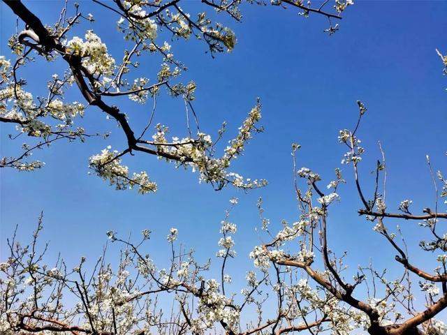 云南花海旅行记，春天，来云南与七彩花海相遇