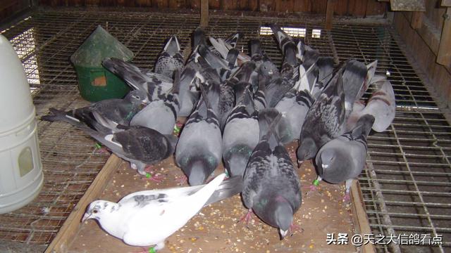 信鸽的饲养与训练，信鸽的饲养与训练书籍（信鸽饲养管理方法）