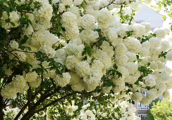 好听的树的名字，爱情树的名字大全简单而有寓意（5种“名花树”）