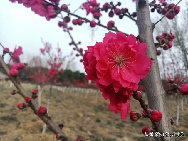 wps运行超级卡，如何解决，wps运行超级卡（几个超级实用的wps技巧）
