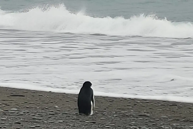 令人哭笑不得的南极企鹅，小企鹅迷路竟从南极游3000公里到新西兰