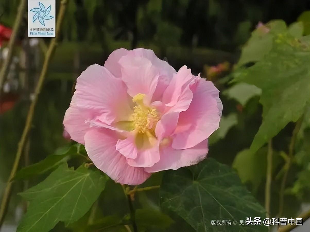 朱红色是什么颜色，朱红色是什么颜色 cmyk（这种花竟然会“变脸”）