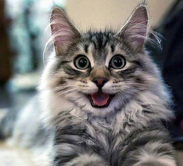 猫尾巴竖起来什么意思，猫的尾巴代表着什么意思（猫咪“尾巴”会说话）