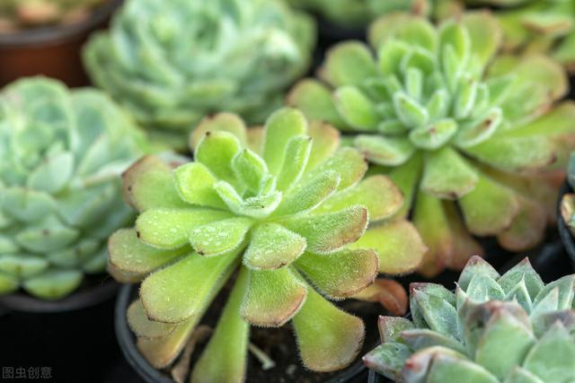 淘米水有什么作用与功效，淘米水的功效与作用（学会洗米水的这5大妙用）