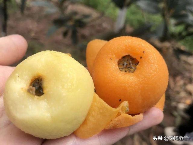 怎么挑选嘉宝果，怎么挑选嘉宝果选树叉多的好吗（惊蛰过后：无论有钱没钱）