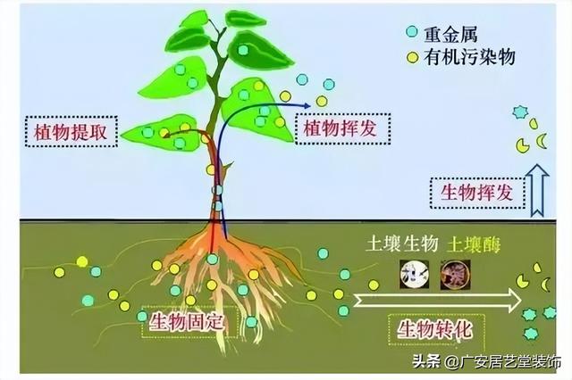 门口外面放什么植物好风水，进门口放什么植物好风水（植物风水大全）