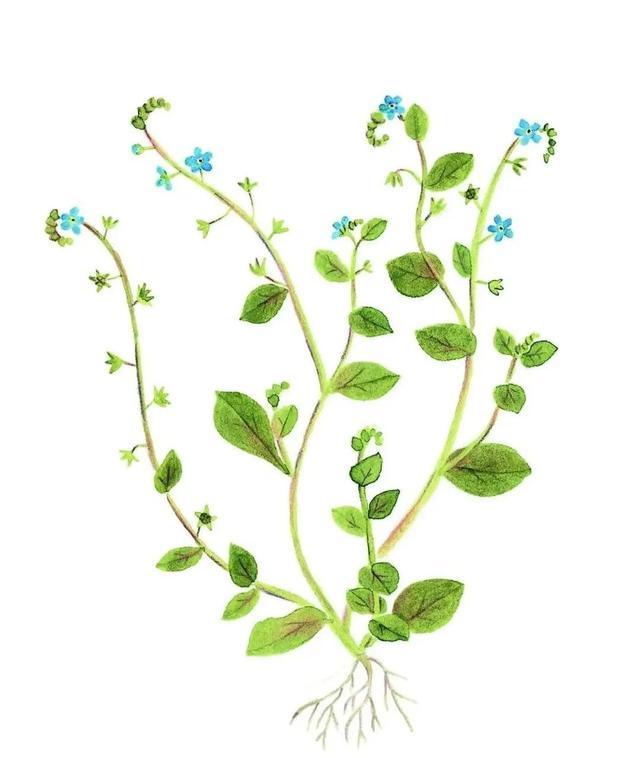 农村常见的花，凌巧分享篇41——这15种生活中常见的野花