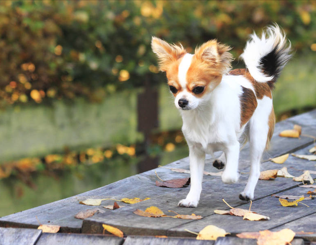 家庭适合养什么犬，十大最适合家庭养的宠物狗（9种最适合养的狗狗）