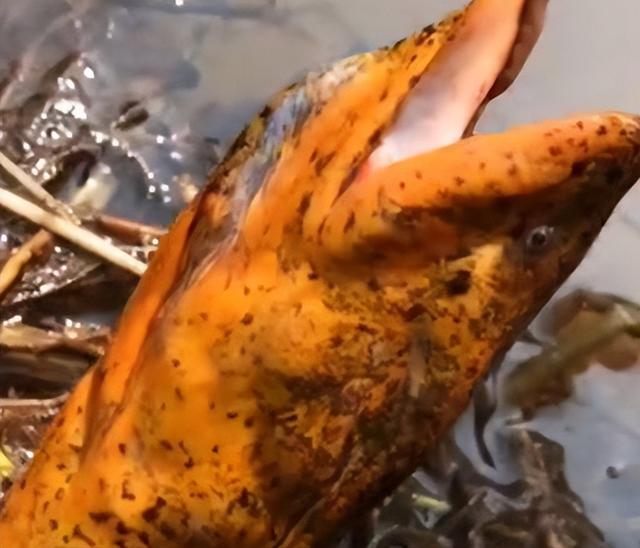 黄鳝是雌雄同体吗，为什么雌黄鳝会变成雄黄鳝（湖北男子挖出3条“巨型”鳝鱼）