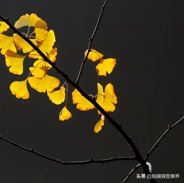 拍照片基本技巧，拍照片基本技巧和方法（可以提升照片的美感）