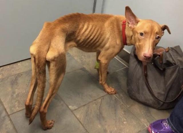 怎么判断狗狗有弓形虫,狗狗弓形虫吃什么驱虫药(说明体内爬满"虫子"了