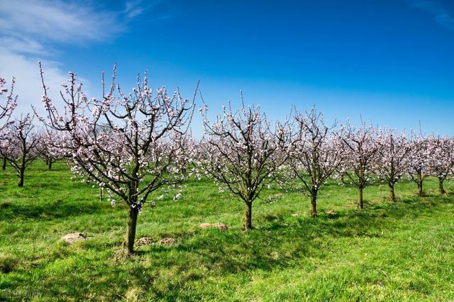 带杏字的四字词语如杏林春满，杏什么什么四字词语（曾经是北方主要水果之一）