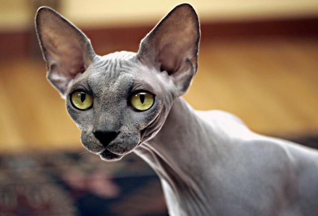 世界上最丑的猫，世界上体重最小的猫品种（每只价格高达3,000美元）
