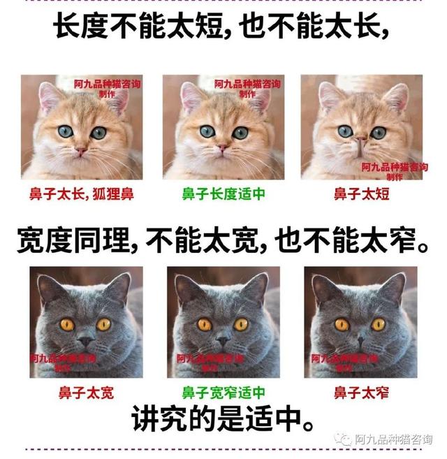 银渐层怎么看品相，银渐层怎样算品相好（银渐层的鼻子没有线条黑）