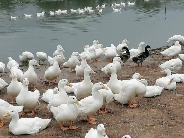 正规的养鸭合作公司，养鸭子赚钱吗（新手养鸭必读）