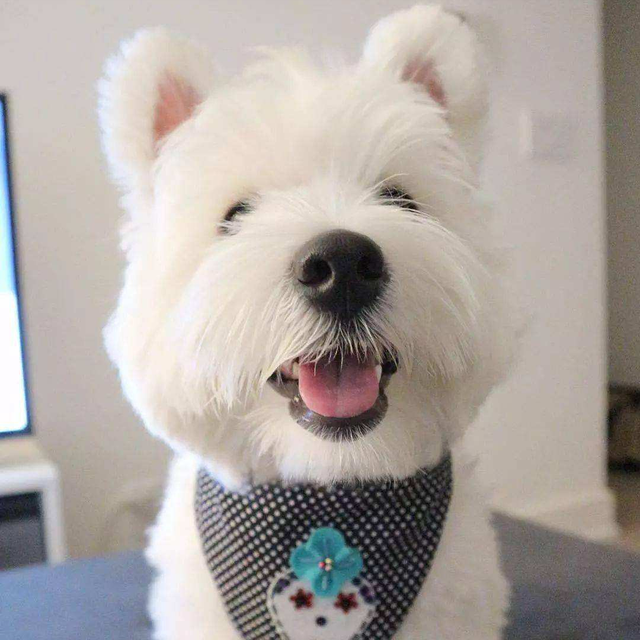 西高地犬多少钱一只，西高地白梗多少钱（有颜有智商的“西高地白梗”）