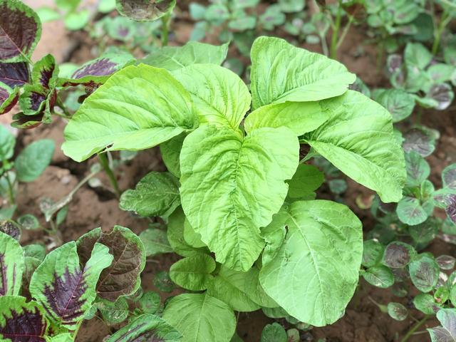 2,三伏天,不管有钱没钱,多吃这种"5高菜",营养丰富,别不懂吃