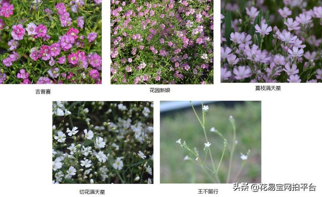 Gypsophila 满天星网名，Gypsophila 满天星（千万星、百万星、伊洛斯有何区别）