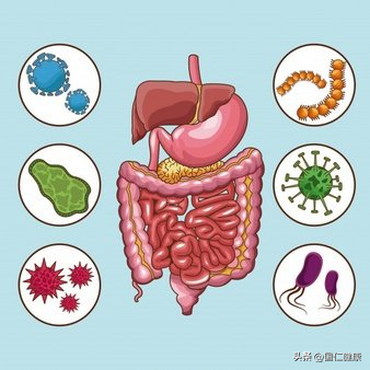 国仁（护肠常吃这4类食物）