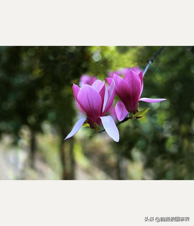 浪漫之花朵，一朵鲜花的浪漫（实拍26张玉兰花的照片图片）