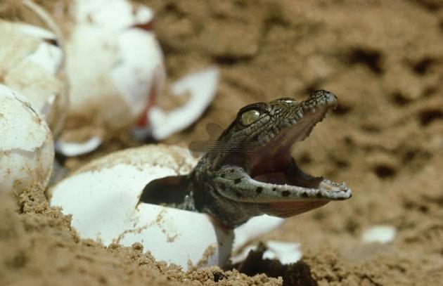 鳄鱼生活在哪里，吃什么（警方鉴定后：竟然是非洲尼罗鳄）