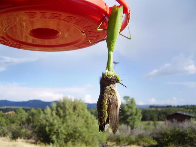 世界灭绝的动物名单，世界灭绝的动物名单网站（30张活久未见的照片）