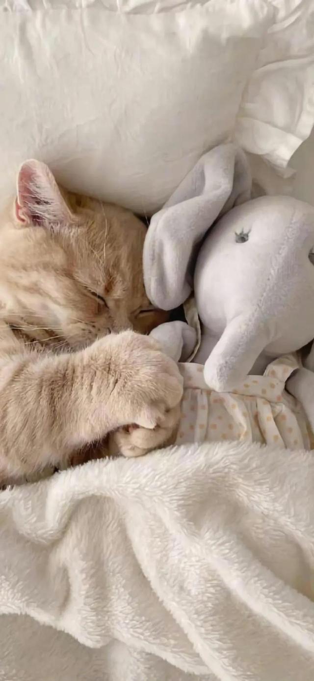 小猫可爱图片，小猫可爱图片 呆萌（猫咪壁纸‖好可爱呀）