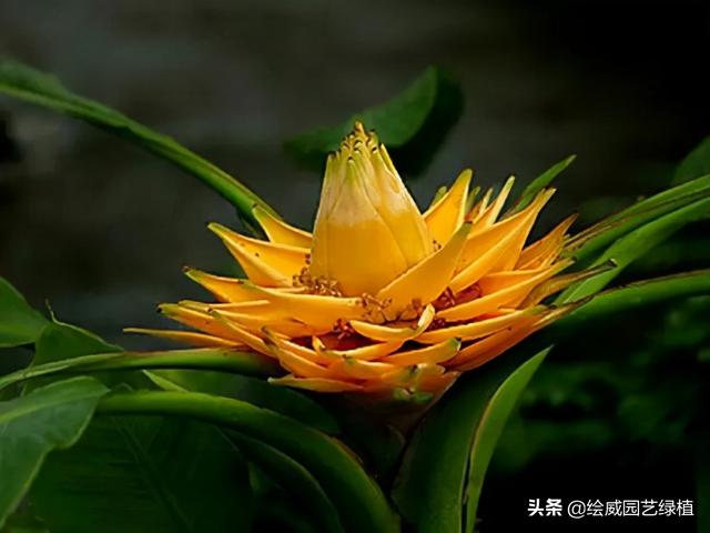 怎么养佛花千瓣金莲，千叶佛莲花怎么养（最有佛性的“五树六花”这些禅意绿植放在家里好养又增光）