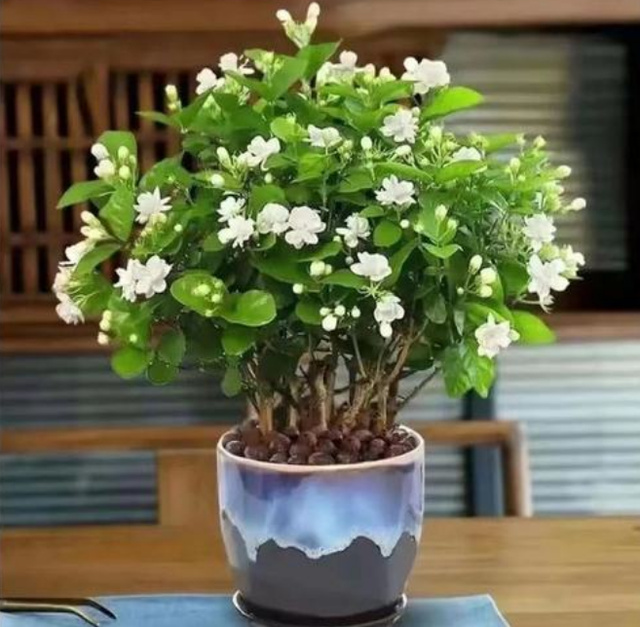 室内植物100种大盆栽，好养而又适合室内养殖的盆栽（园艺师给大家介绍10种适合室内养的花卉盆栽）