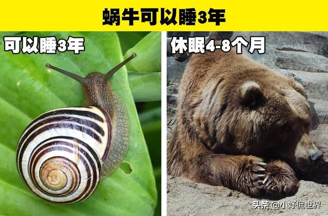 生物的冷知识，生物冷知识及其原因（你可能没有在生物课上学过的9个有趣事实）