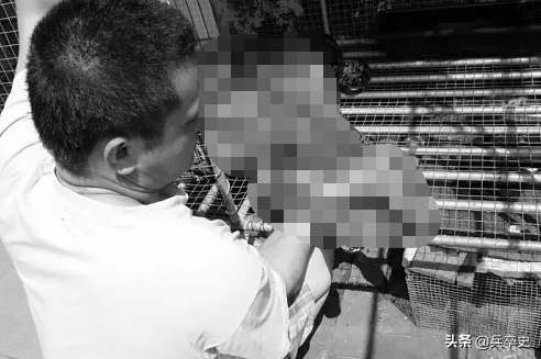 北京动物园百米巨蟒，太平洋底惊现百米巨蟒（海南巨蟒为报恩甘当“保镖”）