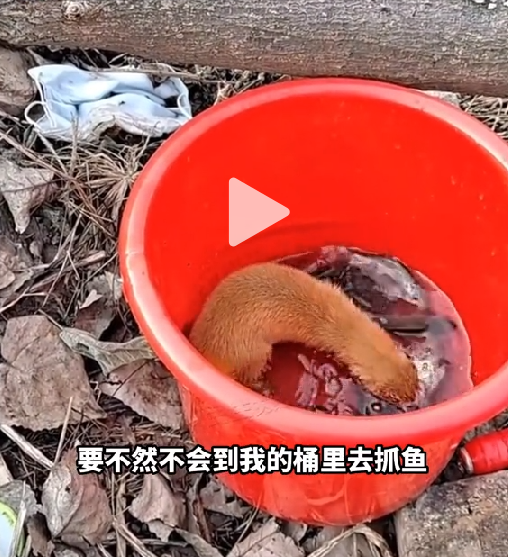 刺猬是什么仙，江苏钓鱼佬被黄鼠狼“打劫”