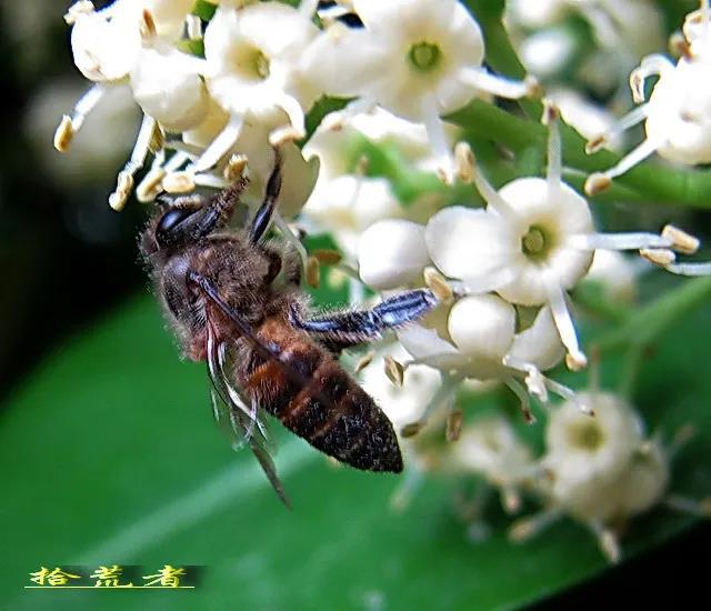 珊瑚树（珊瑚树开花，珊瑚树开花，似动漫画的枪战图（绿珊瑚开花）