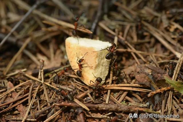 hetui是什么意思网络用语，吐痰表情包 微信（蚂蚁也会“刷朋友圈”）